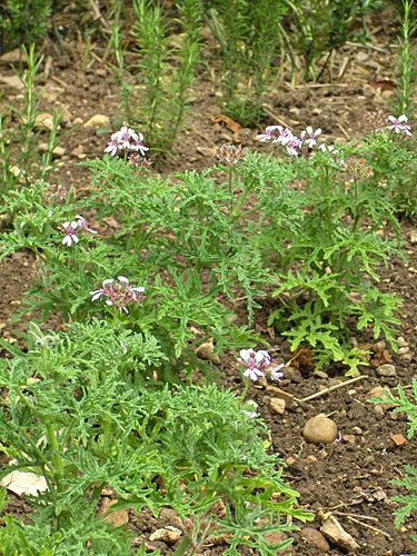 Pelargonium radens